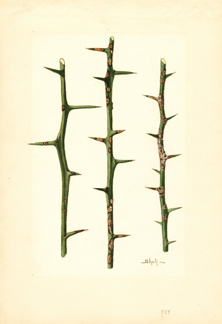 Citruskræft på stængel af appelsinplante (Poncirus trifoliata) (akvarel) af James Marion Shull