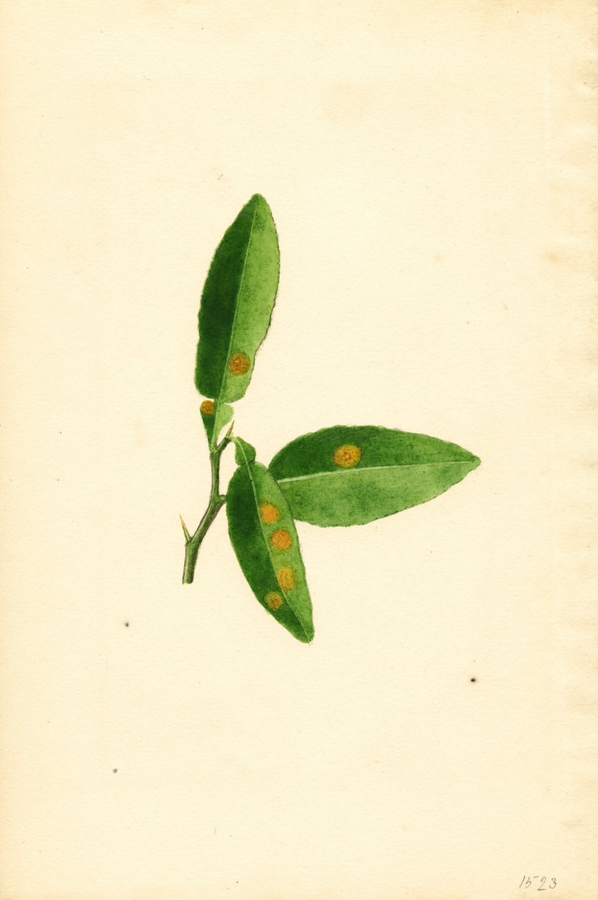 Sygt blad på appelsintræ (Citrus aurantium) (akvarel) af James Marion Shull