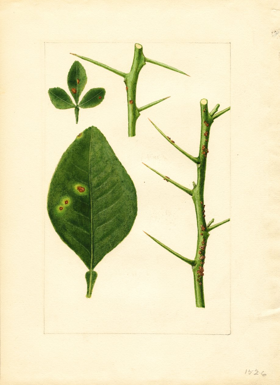 Sygt blad og kvist af appelsintræ (Poncirus trifoliata) (akvarel) af James Marion Shull