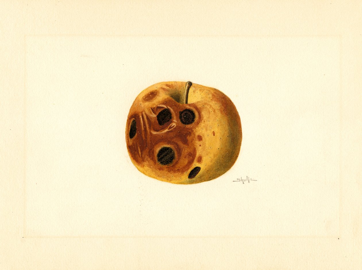Grimes-æble (Malus domestica) (akvarel) af James Marion Shull