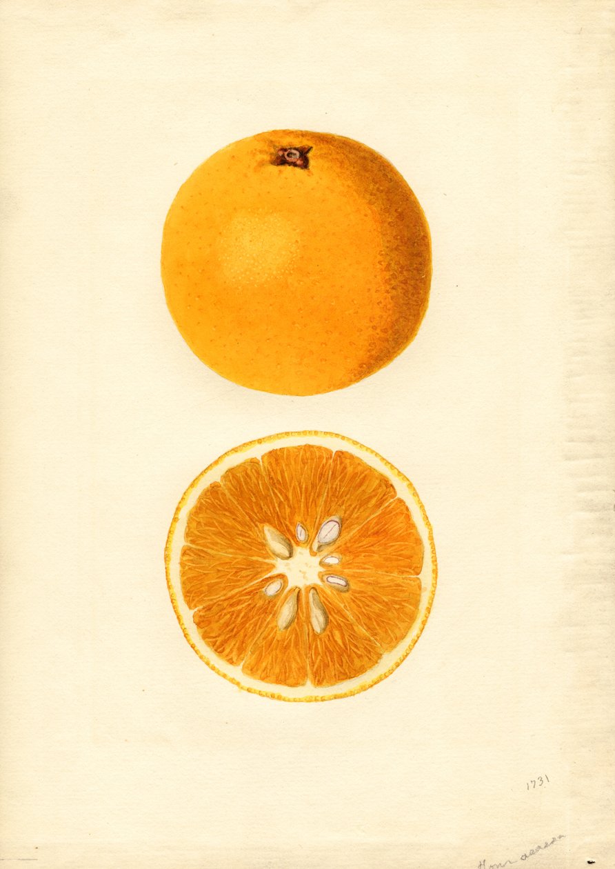 Homosassa appelsiner (Citrus sinensis) (akvarel) af James Marion Shull