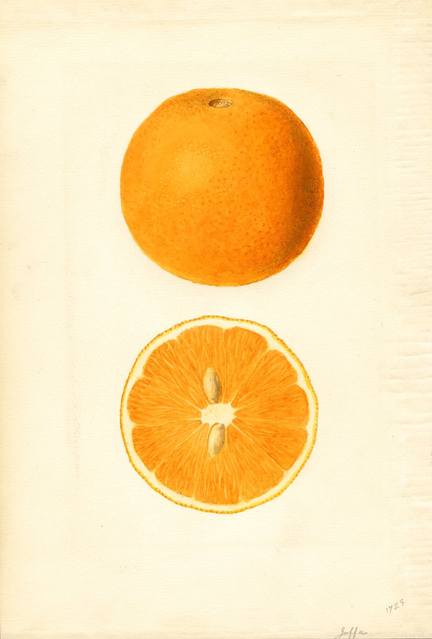 Jaffa-appelsiner (Citrus sinensis) (akvarel) af James Marion Shull