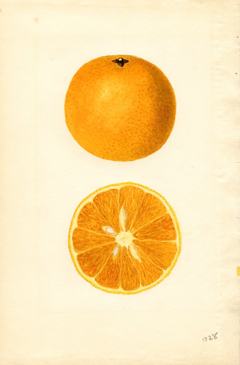 Mallorcas appelsiner (Citrus sinensis) (akvarel) af James Marion Shull