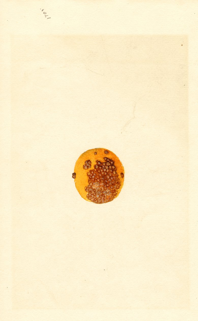 Appelsin (Poncirus trifoliata) (akvarel) af James Marion Shull
