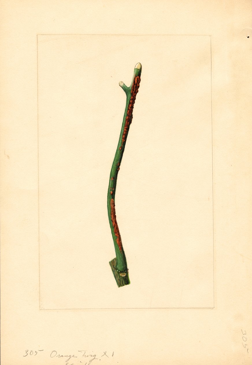 Kvist af appelsintræ (Citrus sinensis: Valencia) (akvarel) af James Marion Shull