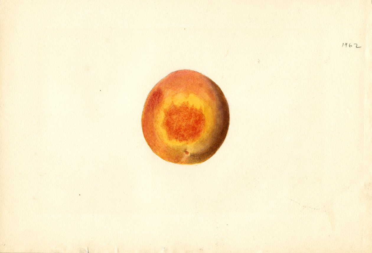 Fersken (Prunus persica: Elberta) (akvarel) af James Marion Shull