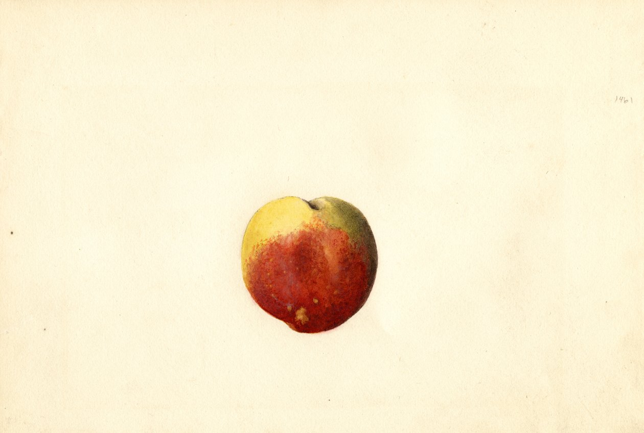 Fersken (Prunus persica: Elberta) (akvarel) af James Marion Shull