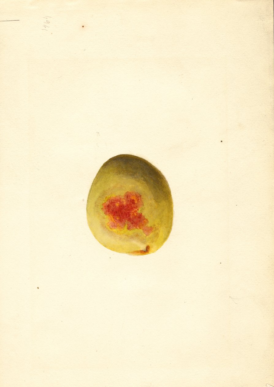 Fersken (Prunus persica: Elberta) (akvarel) af James Marion Shull