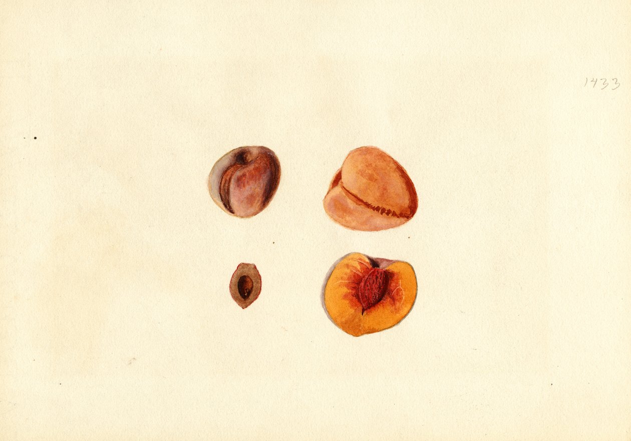 Ferskner ( Prunus persica: Hutchkins) (akvarel) af James Marion Shull