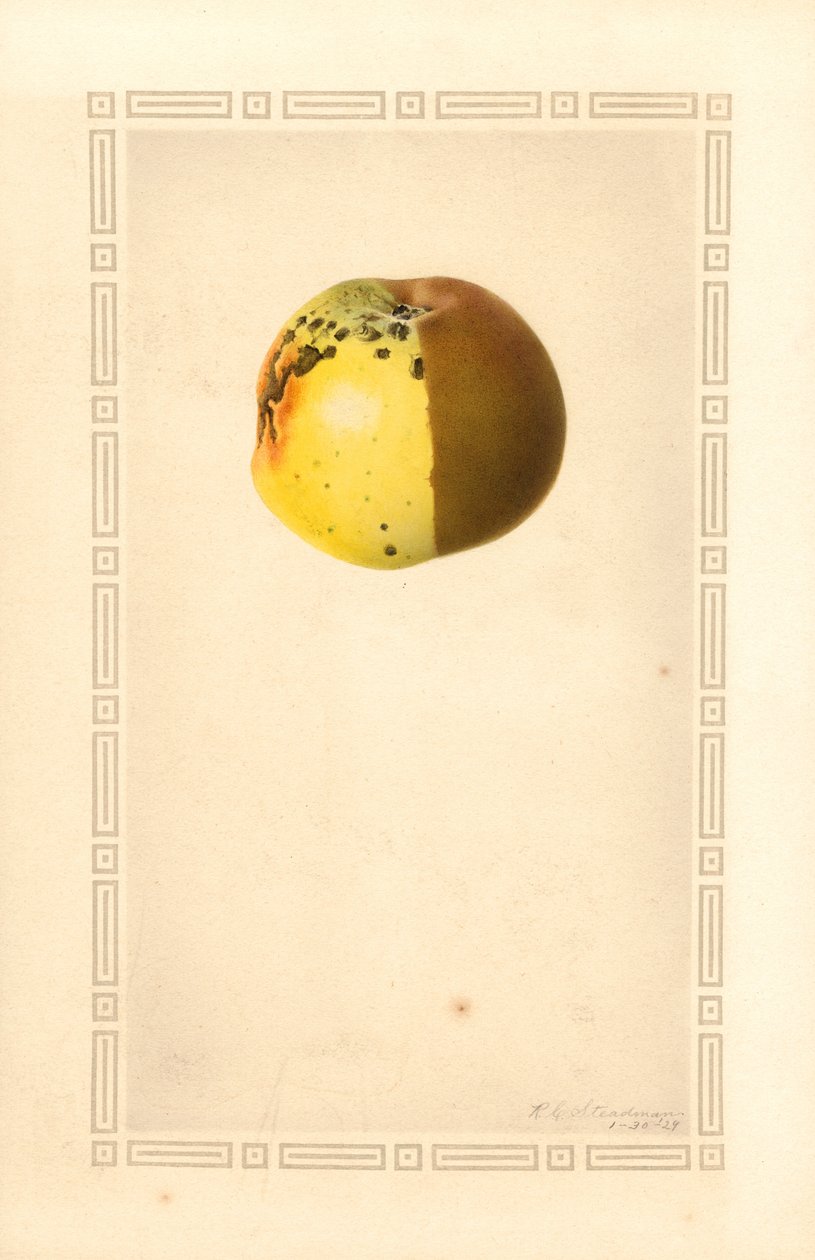Russet æble (Malus domestica) (akvarel) af James Marion Shull
