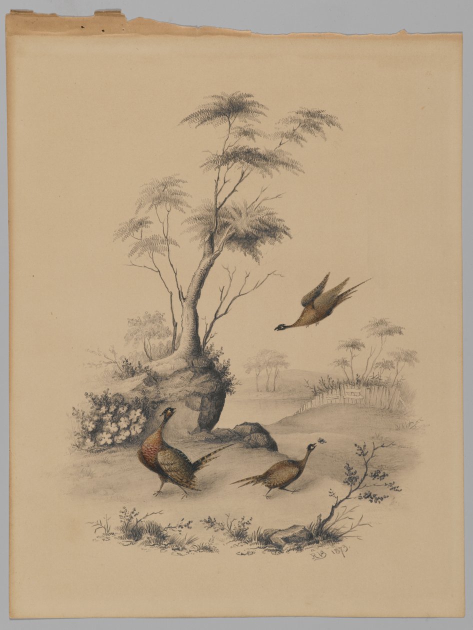 Tre fasaner, 1873 (grafit & wc på papir) af James Ryder van Brunt