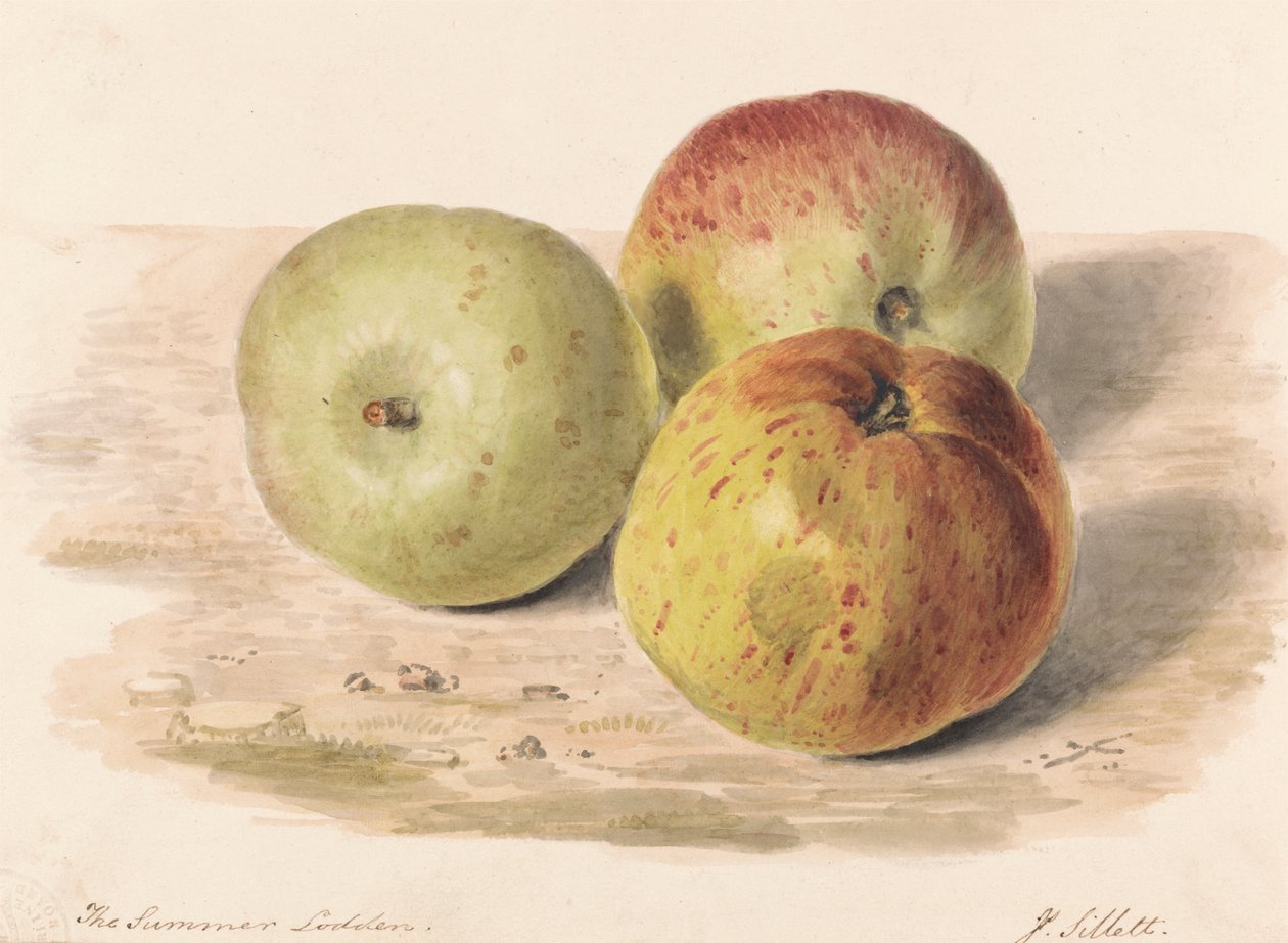 Sommeren Lodden, sept. 1832: Et stillebensstudie af tre æbler af James Sillett