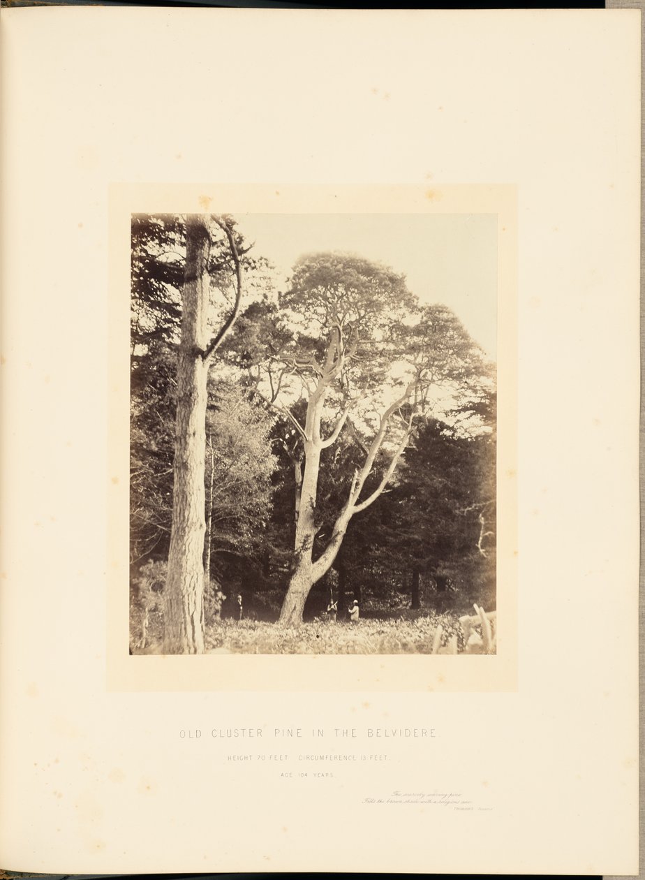 Gammel klyngefyr i Belvidere af James Sinclair, 14th Earl of Caithness