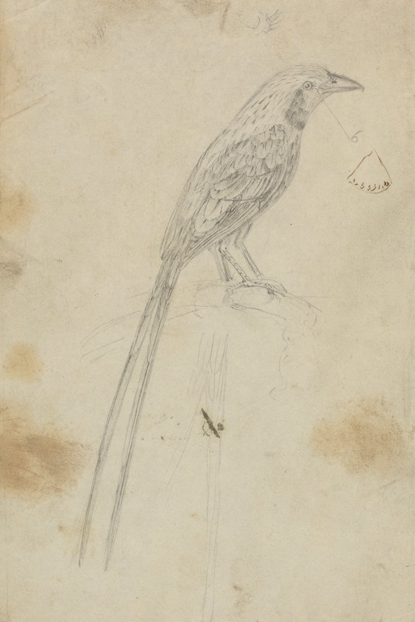 En fugl af James Sowerby