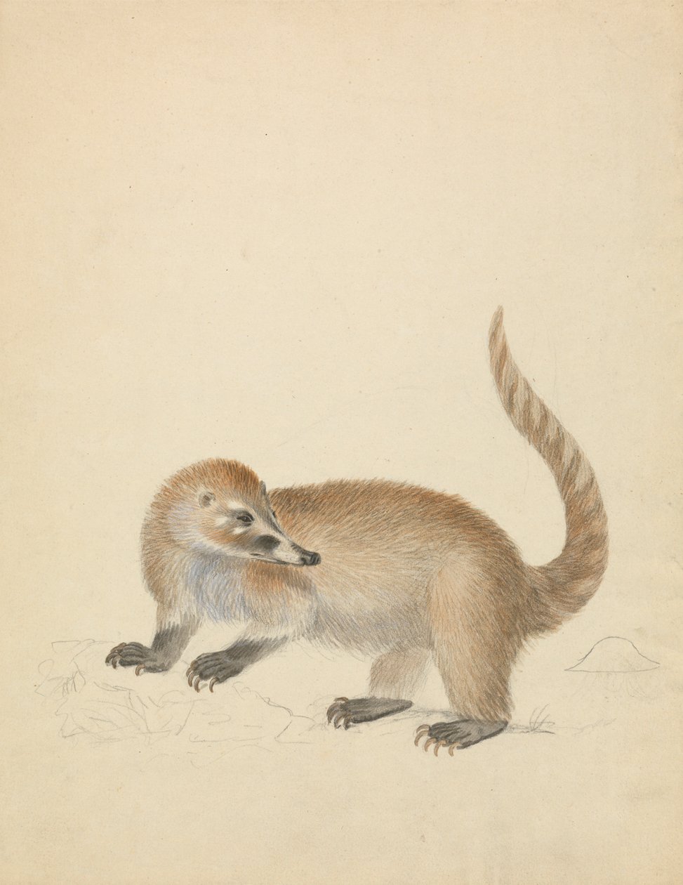 Fra Coatimundi af James Sowerby