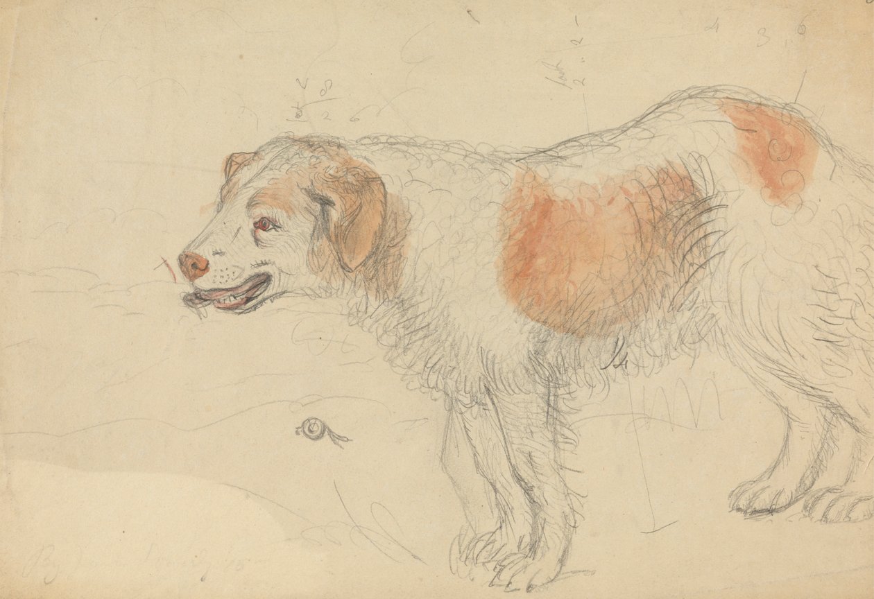 En hund af James Sowerby
