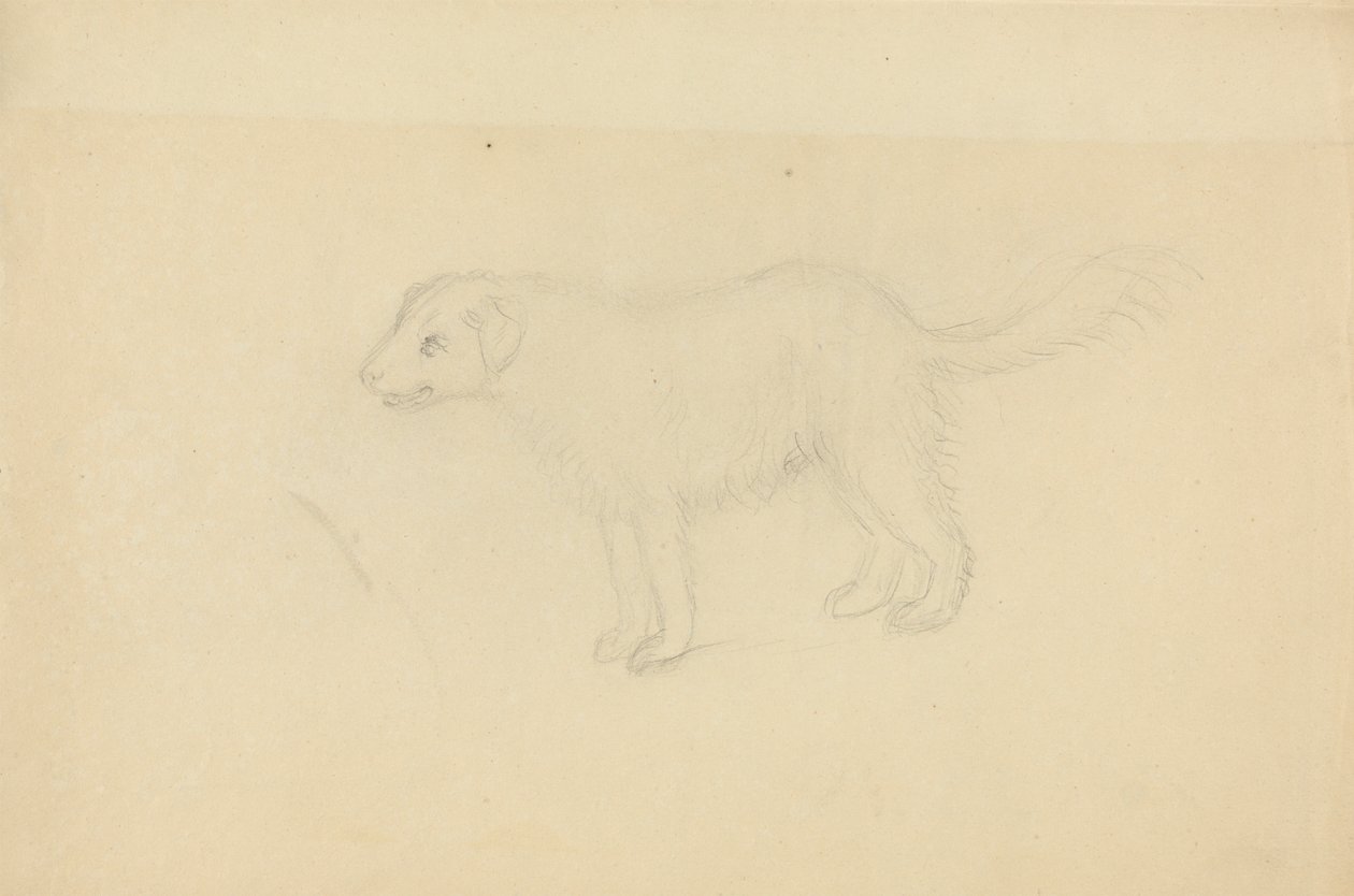 En hund af James Sowerby