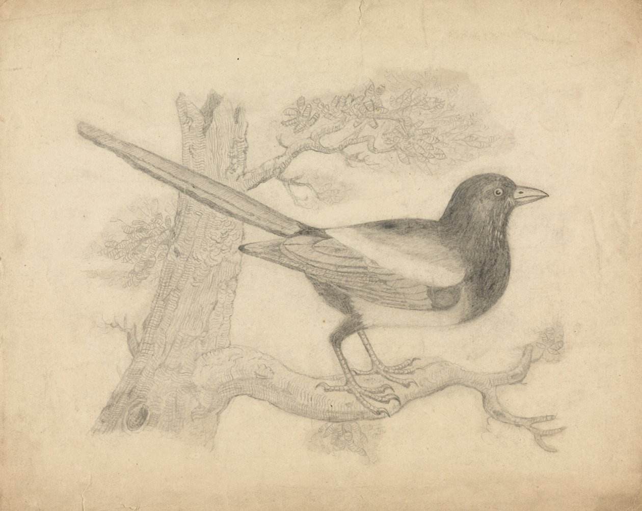 En Magpie i et Træ af James Sowerby