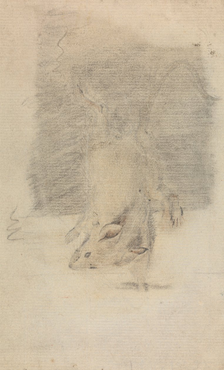 En mus af James Sowerby