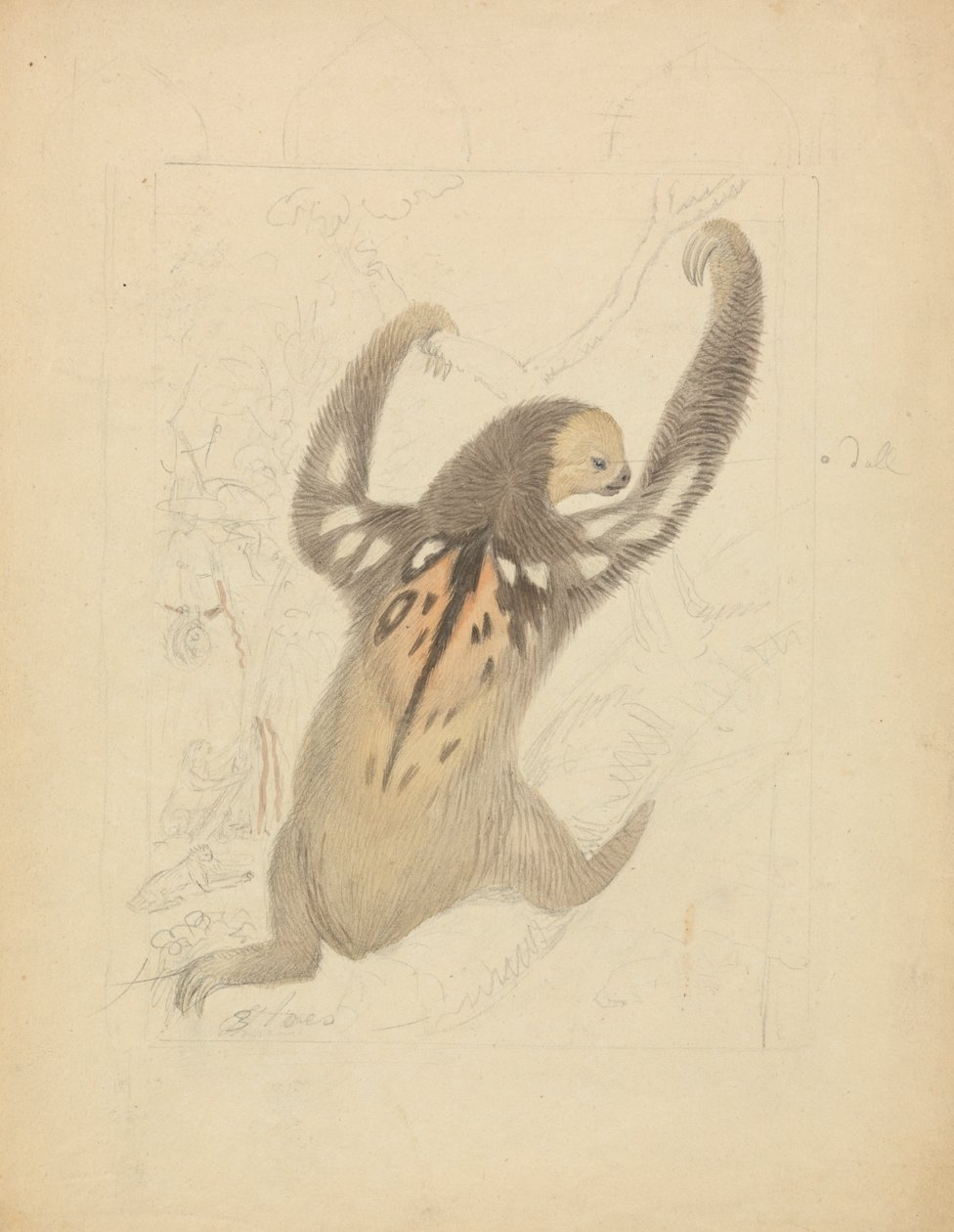 Et trefingret dovendyr af James Sowerby