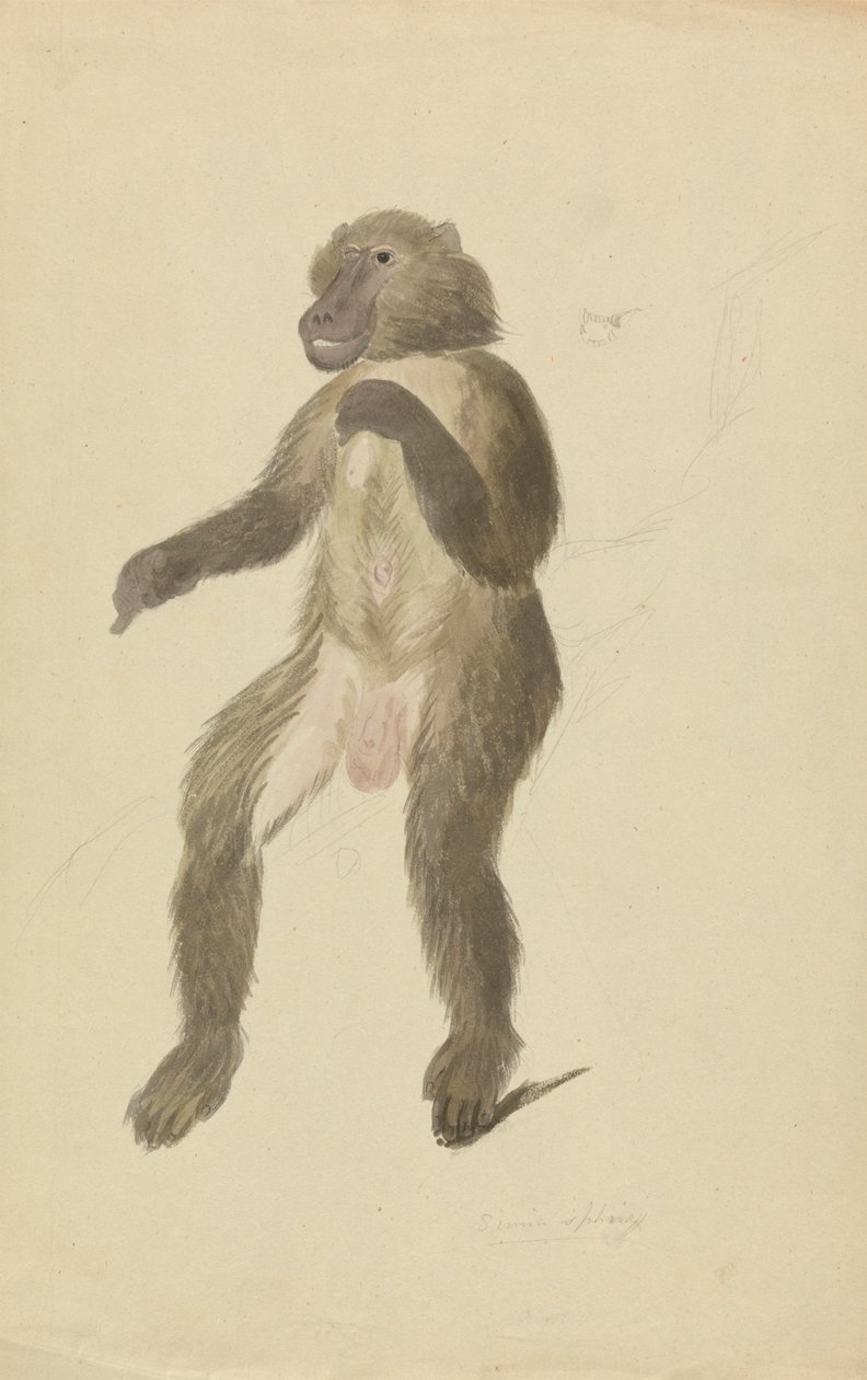 En mandrill af James Sowerby