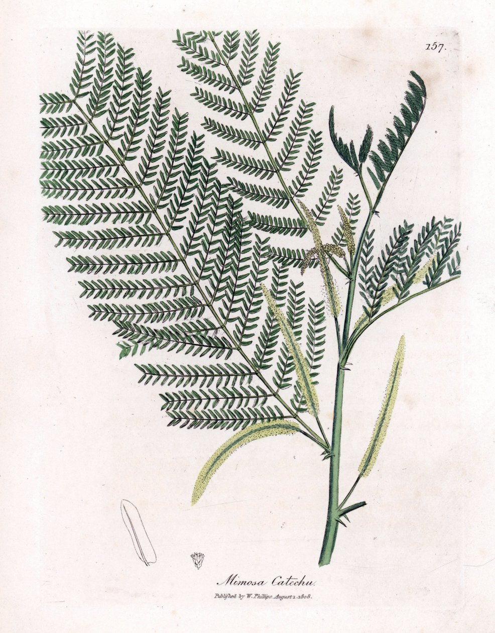 Acacia a cachou eller cachoutier - Catechu, Acacia catechu. Håndfarvet kobberstik fra en botanisk illustration af James Sowerby fra William Woodville og Sir William Jackson Hookers "" Medical Botany,"" John Bohn, London af James Sowerby