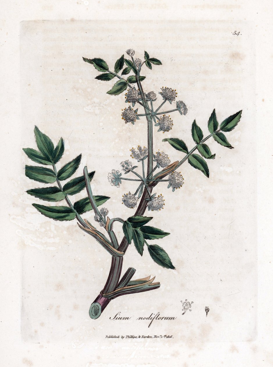 Smerte falsk brøndkarse - Krybende vand pastinak, Sium nodiflorum. Håndfarvet kobberstik fra en botanisk illustration af James Sowerby fra William Woodville og Sir William Jackson Hookers "" Medical Botany,"" John Bohn, London af James Sowerby