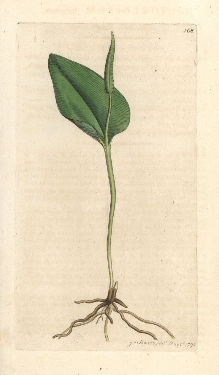 Hugormens tunge, Ophioglossum vulgatum (Ophioglossum) Håndfarvet kobberstik efter en illustration af James Sowerby fra James Smith