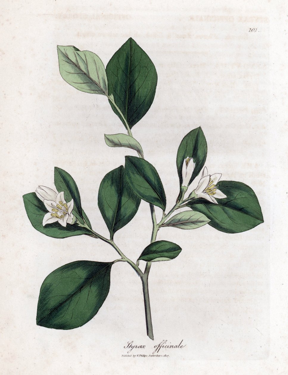 Aliboufier - Storax, Styrax officinalis. Håndfarvet kobberstik fra en botanisk illustration af James Sowerby fra William Woodville og Sir William Jackson Hookers "" Medical Botany,"" John Bohn, London af James Sowerby