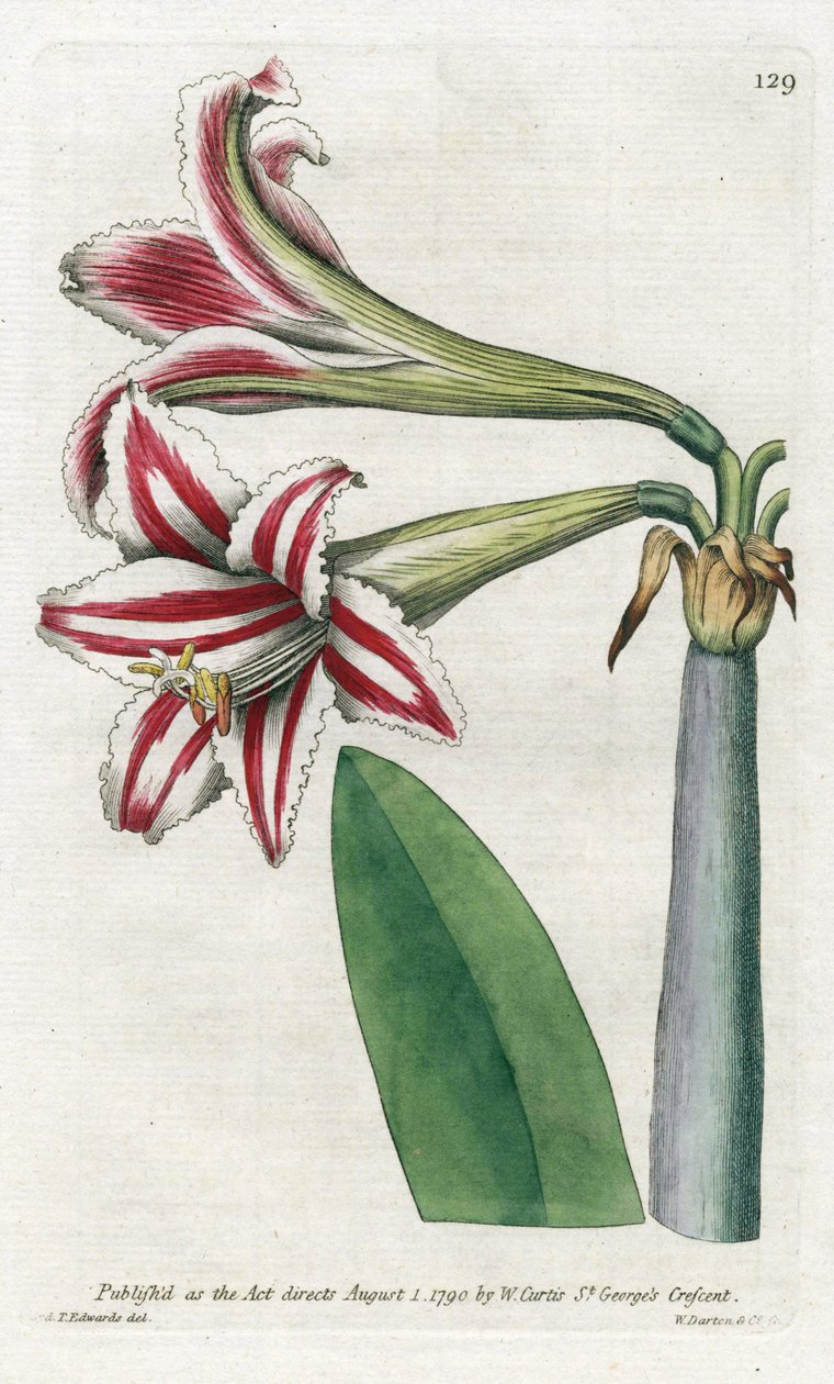 Amaryllis Variete, oprindeligt fra Sydamerika - Litografi af James Sowerby (1757-1822), fra Botanical Magazine af William Curtis (1746-1799) af James Sowerby