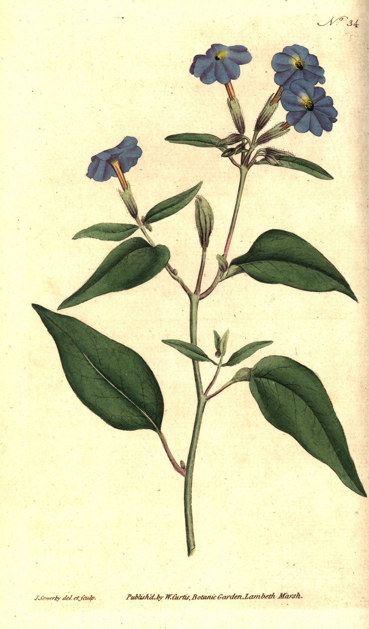 Amerikansk browallie - Jamaicansk forglemmigej, ametystblomst eller buskviol, Browallia americana (Tall browallia, Browallia elata). Håndfarvet kobberstik og botanisk illustration af James Sowerby fra William Curtis