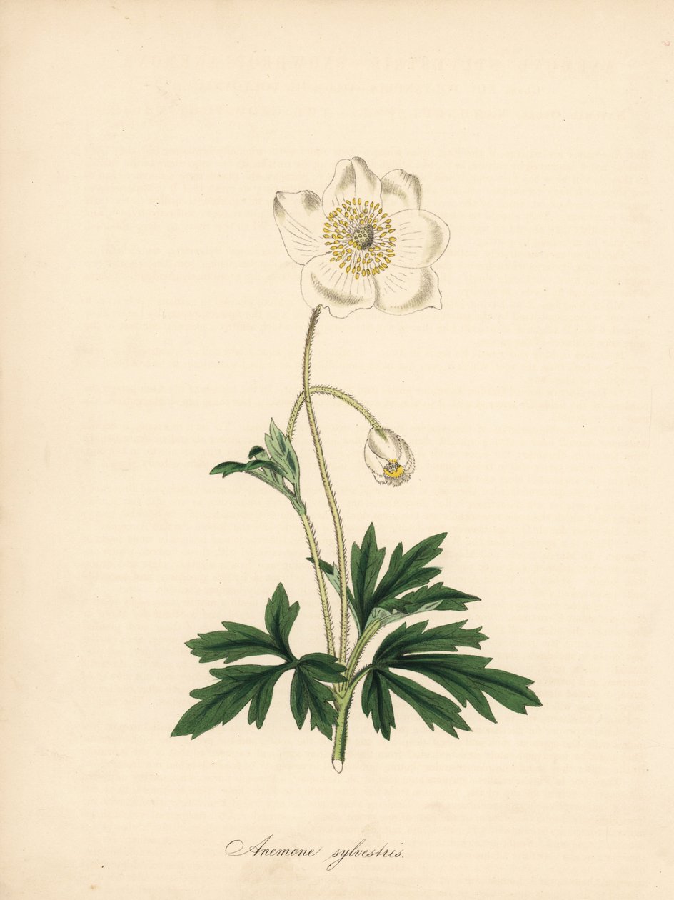Anemone of the bores - Snowdrop anemone, Anemone sylvestris. Taget fra en illustration af James Sowerby i William Curtis