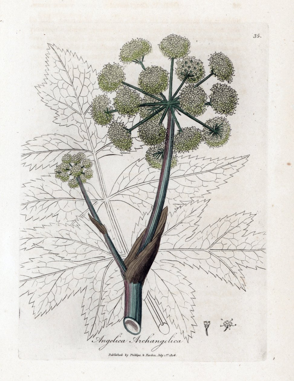 Angelique true eller officinal eller archangelique - Have angelica, Angelica archangelica. Håndfarvet kobberstik fra en botanisk illustration af James Sowerby fra William Woodville og Sir William Jackson Hookers "" Medical Botany,"" John Bohn, af James Sowerby