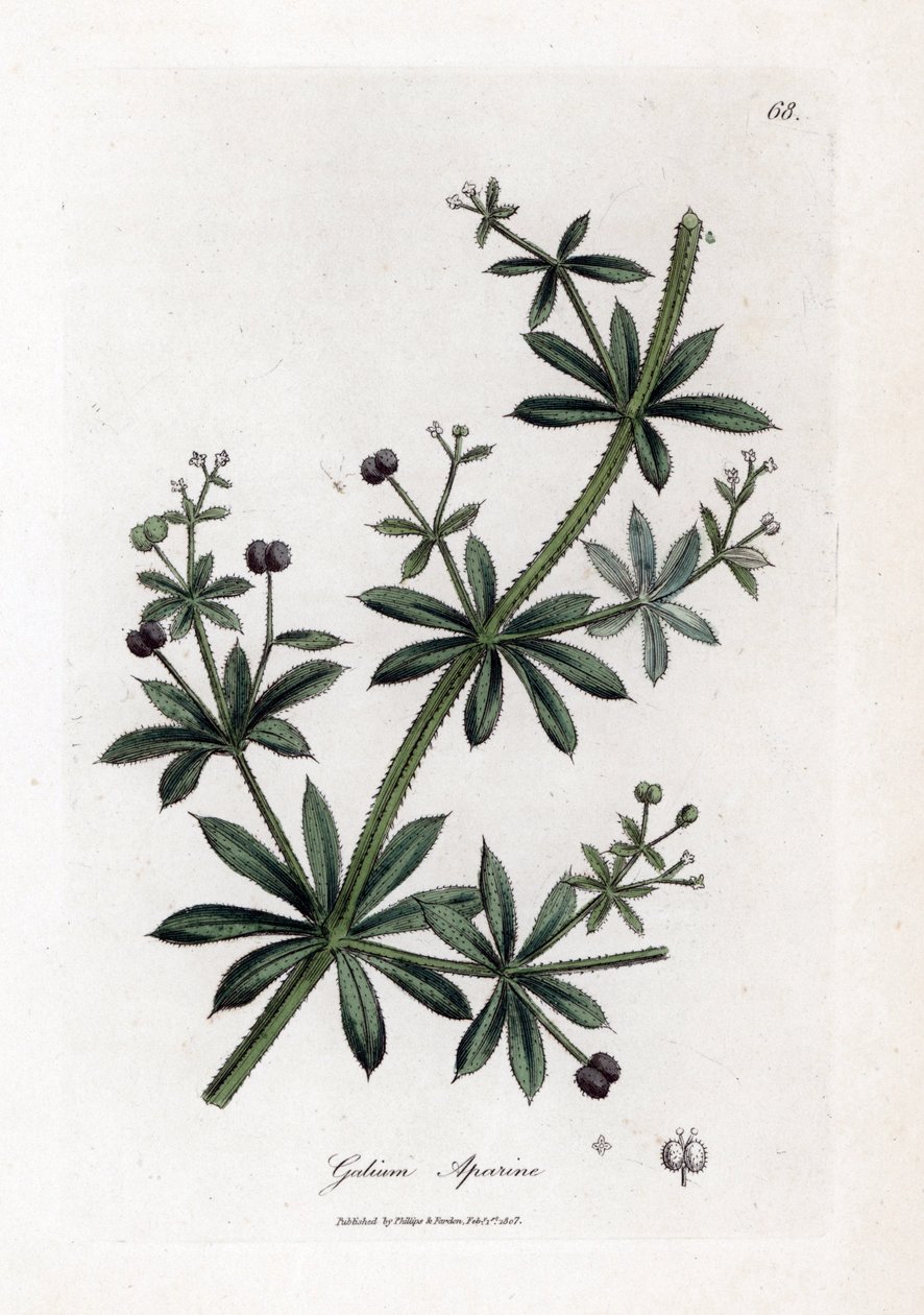 Anis sukker eller scatteron - Kløver eller gåsegræs, Calium aparine. Håndfarvet kobberstik fra en botanisk illustration af James Sowerby fra William Woodville og Sir William Jackson Hookers "" Medical Botany,"" John Bohn, London af James Sowerby