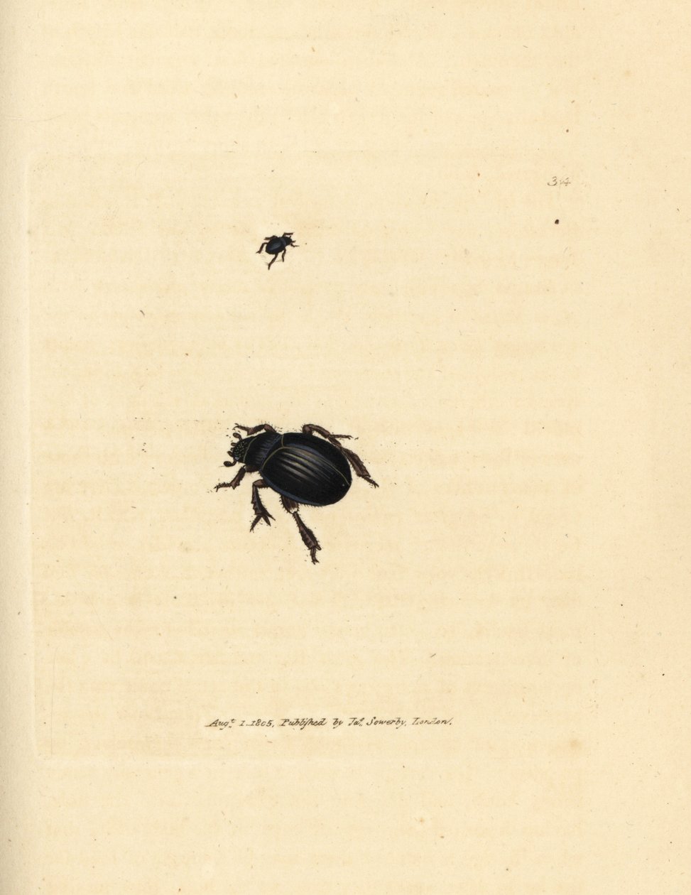Aphodius arenarius bille (Scarabaeus ovalis). Håndfarvet kobberstik af James Sowerby fra The British Miscellany, eller farvede figurer af nye, sjældne eller lidet kendte dyreemner. af James Sowerby
