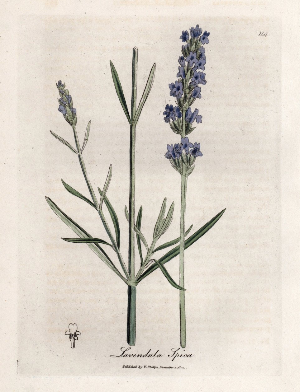 Apic lavendel. Håndfarvet kobberstik fra en tegning af James Sowerby (1757-1822), i Botanique Medicinale af James Sowerby