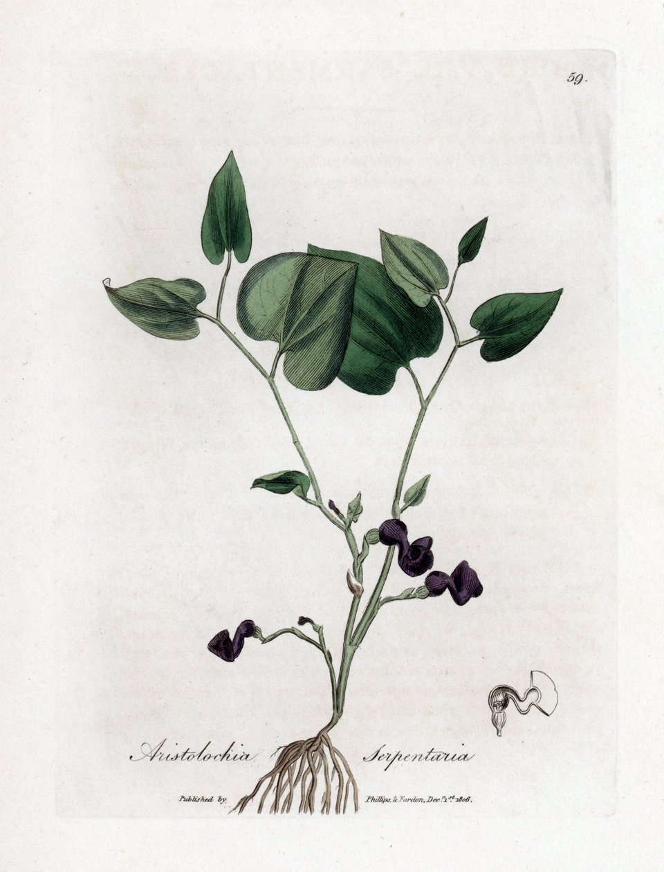 Aristoloche variete - Slange-rod fødselsurt, Aristolochia serpentaria. Håndfarvet kobberstik fra en botanisk illustration af James Sowerby fra William Woodville og Sir William Jackson Hookers "" Medical Botany,"" John Bohn, London af James Sowerby