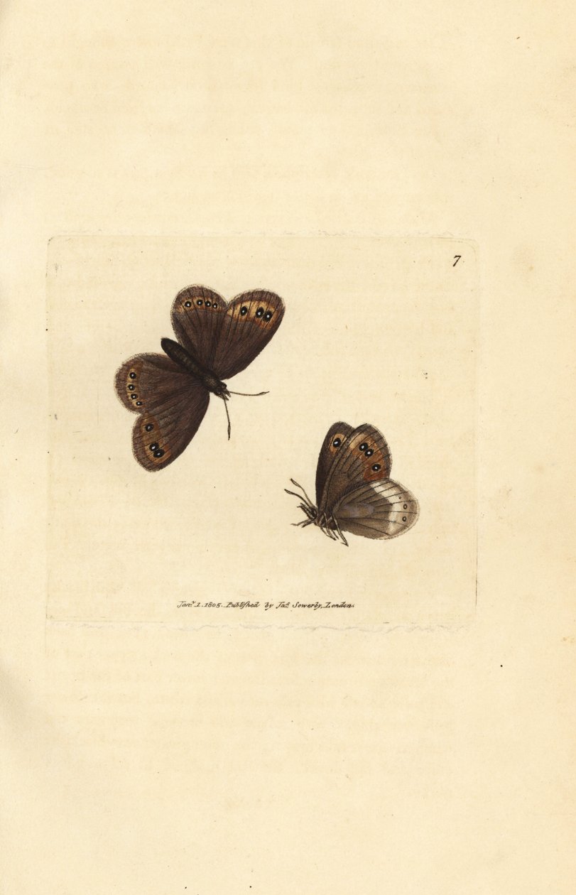 Arran brun, Erebia ligea (Papilio ligea). Håndfarvet kobberstik af James Sowerby fra The British Miscellany, eller farvede figurer af nye, sjældne eller lidet kendte dyreemner. af James Sowerby