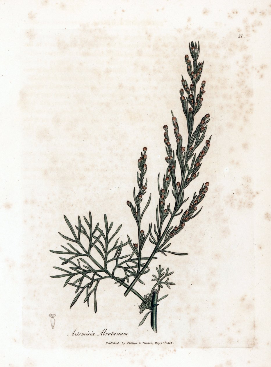 Aurone- eller citrongræs- eller sagebrush citrongræs - Southernwood, Artemisia abrotanum. Håndfarvet kobberstik fra en botanisk illustration af James Sowerby fra William Woodville og Sir William Jackson Hookers "" Medical Botany,"" John Bohn, Lond af James Sowerby