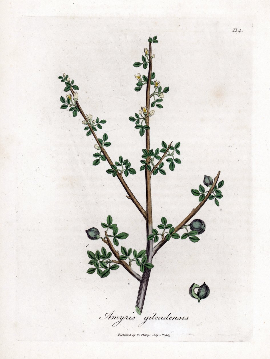 Balsam fra Mekka eller Balsam fra Galaad - Balsam fra Mekka, Commiphora gileadensis. Håndfarvet kobberstik fra en botanisk illustration af James Sowerby fra William Woodville og Sir William Jackson Hookers "" Medical Botany,"" John Bohn, London af James Sowerby