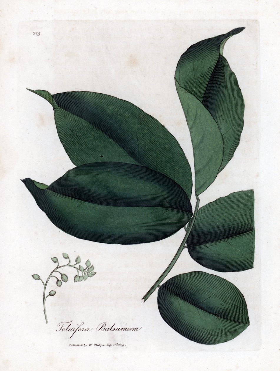 Balsam af Tolu træ, Myroxylon toluifera balsamum. Håndfarvet kobberstik fra en botanisk illustration af James Sowerby fra William Woodville og Sir William Jackson Hookers "" Medical Botany,"" John Bohn, London af James Sowerby
