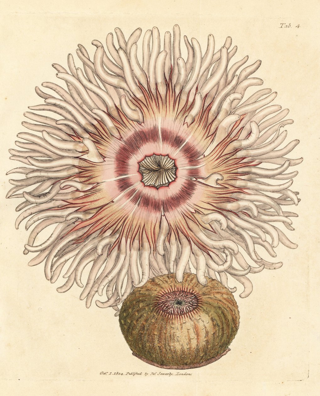 Beadlet anemone, Actinia equina. Håndfarvet kobberstik af James Sowerby fra The British Miscellany, eller farvede figurer af nye, sjældne eller lidet kendte dyreemner. af James Sowerby