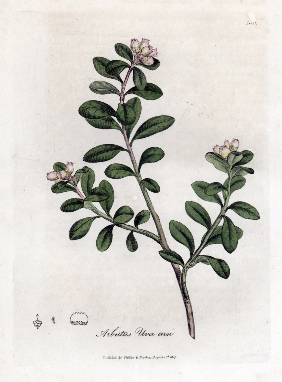 Bjørnedrue eller bjørnebær - Efterfølgende arbutus eller bjørnebær, Arctostaphylos uva-ursi. Håndfarvet kobberstik fra en botanisk illustration af James Sowerby fra William Woodville og Sir William Jackson Hookers "" Medical Botany,"" John Bohn, Lond af James Sowerby
