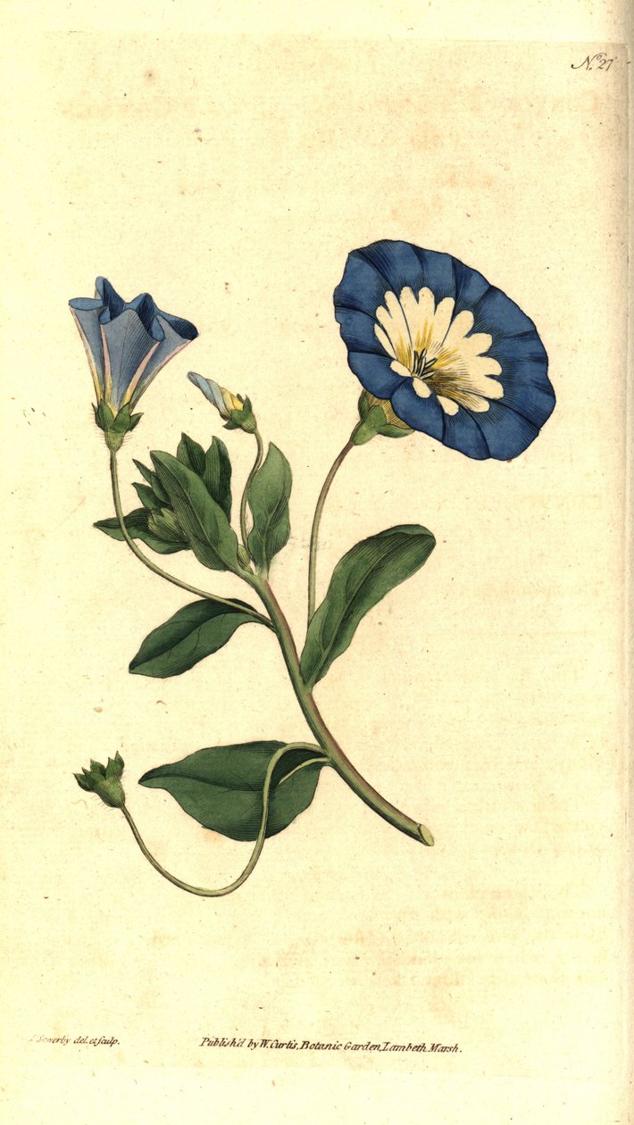 Smuk dag- eller tricolor bindweed - Lille bindweed, Convolvulus tricolor. Håndfarvet kobberstik og botanisk illustration af James Sowerby fra William Curtis