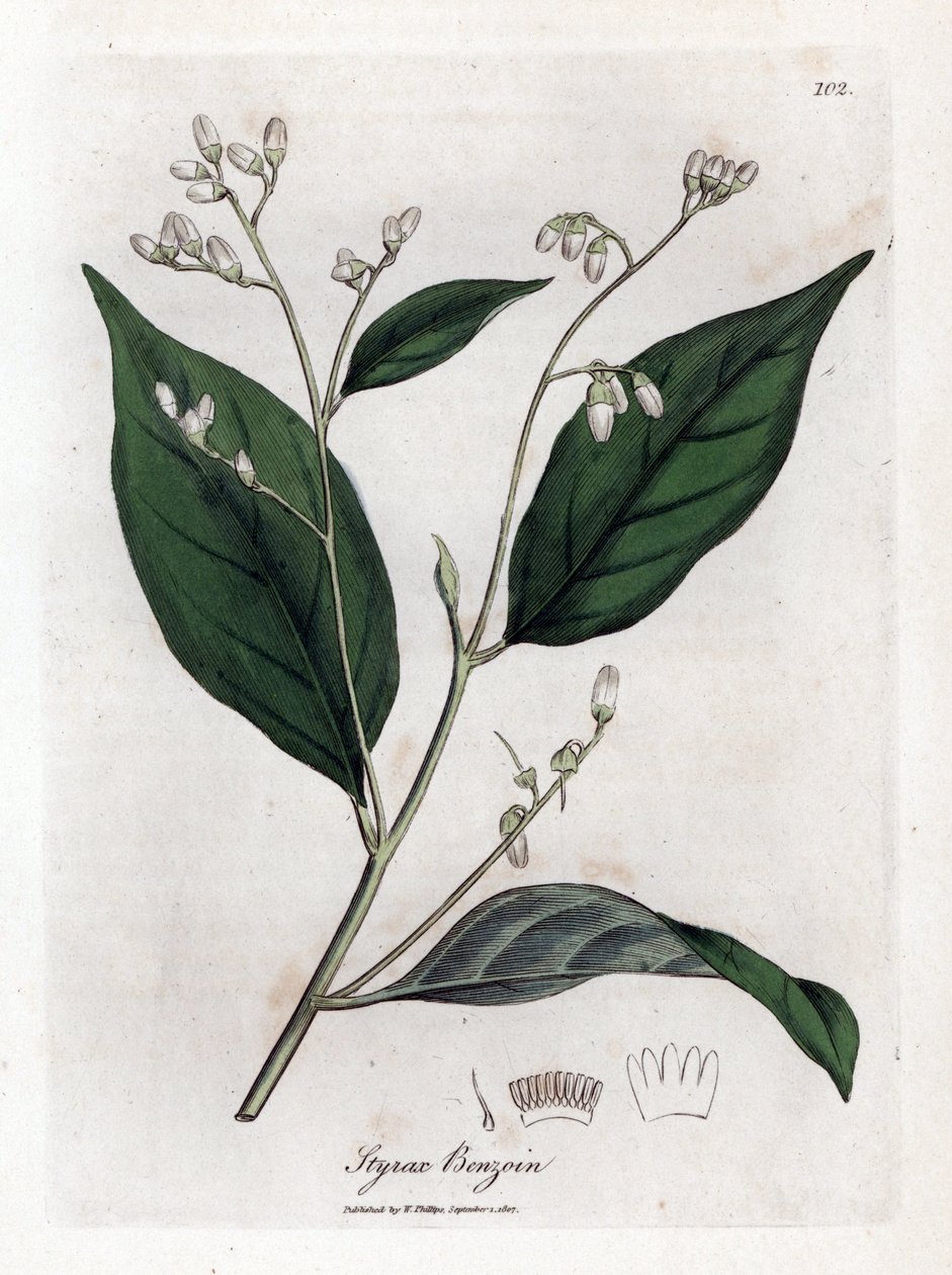 Benzoin - Benjamin træ, Styrax benzoin. Håndfarvet kobberstik fra en botanisk illustration af James Sowerby fra William Woodville og Sir William Jackson Hookers "" Medical Botany,"" John Bohn, London af James Sowerby