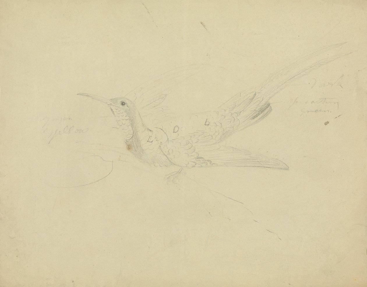 Paradisfugl af James Sowerby