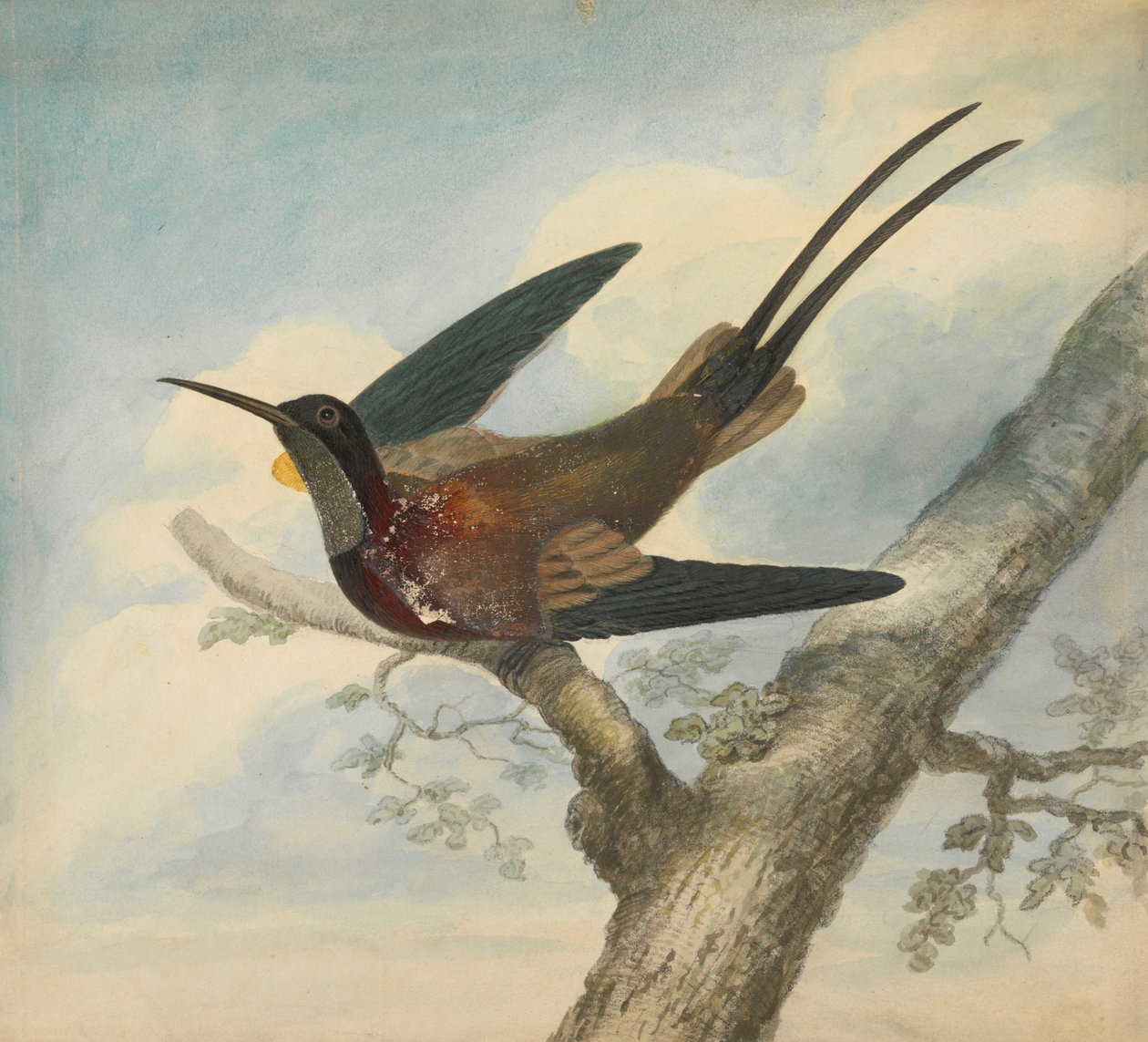 Bird of Paradise og Verso: Skitse af en blomst af James Sowerby
