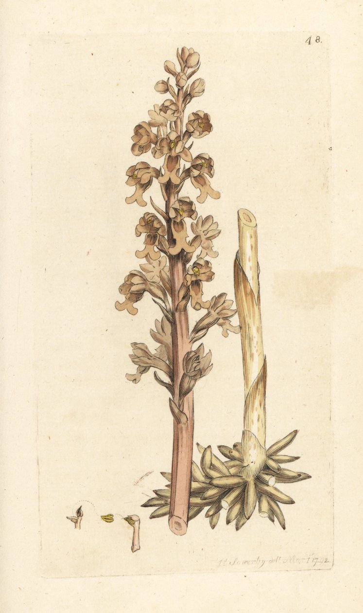 Fuglerede orkidé, Neottia nidus-avis (Fuglerede ophrys, Ophrys nidus-avis). Håndfarvet kobberstik efter en illustration af James Sowerby fra James Smith
