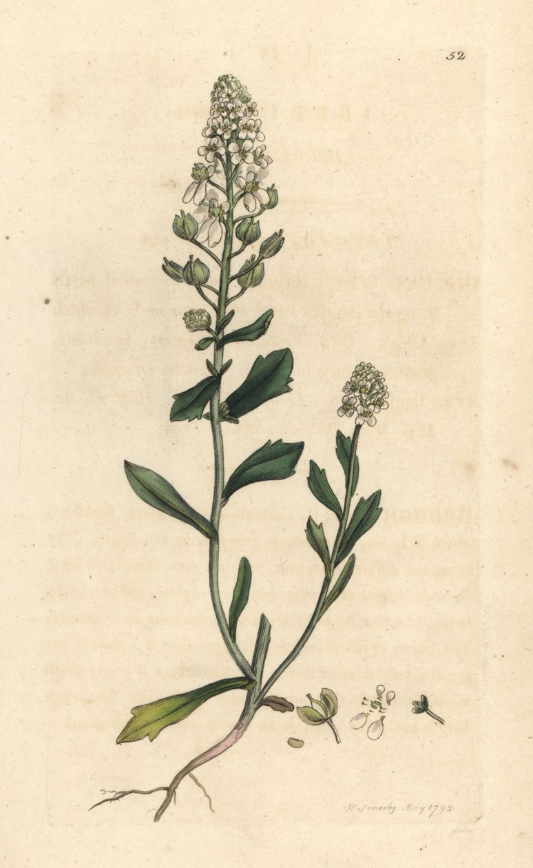 Bitter candytuft, Iberis amara. Håndfarvet kobberstik efter en illustration af James Sowerby fra James Smith