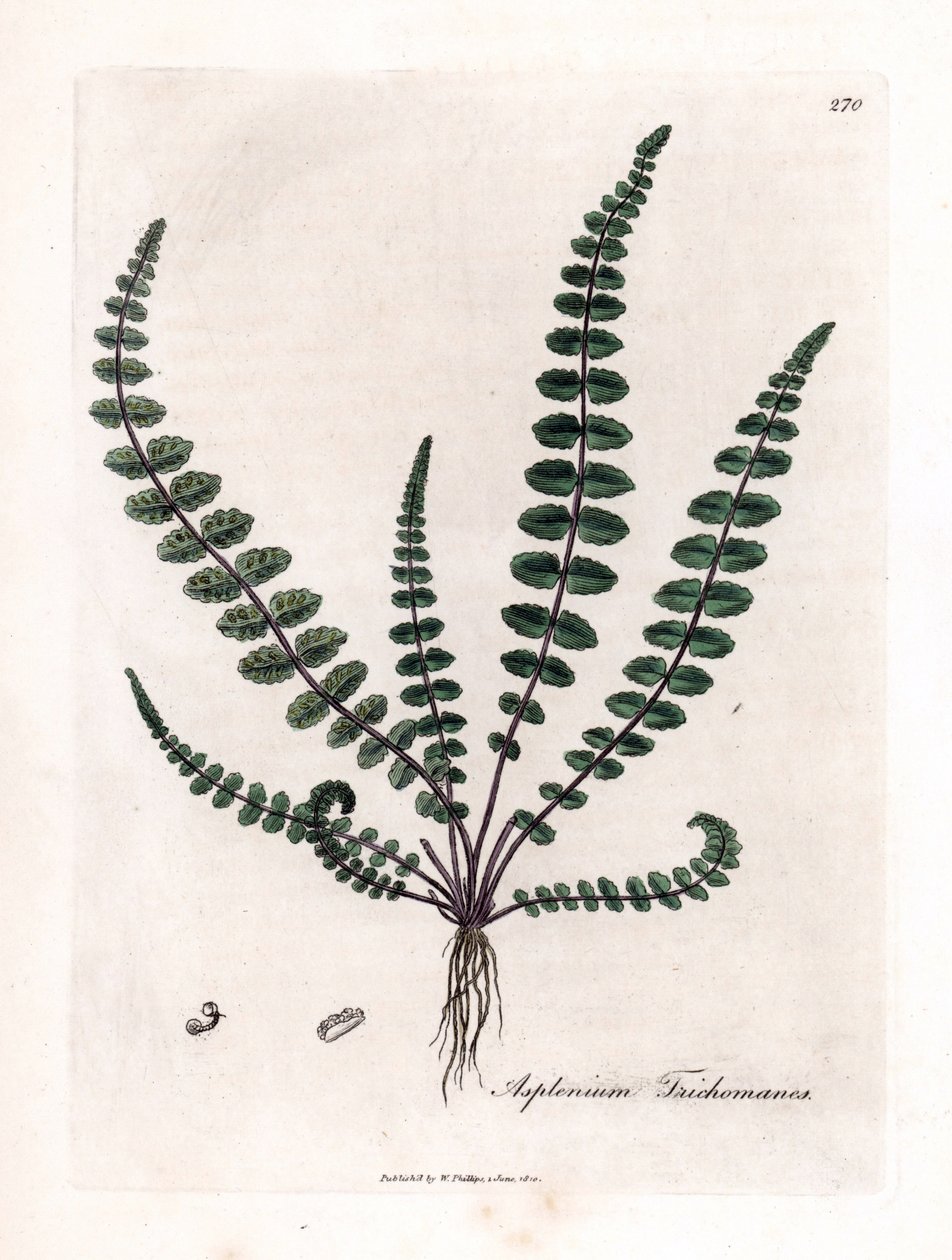 Sort doradilla eller falsk kapillær (bregne) - Almindelig jomfruhårbregne eller milt, Asplenium trichomanes. Håndfarvet kobberstik fra en botanisk illustration af James Sowerby fra William Woodville og Sir William Jackson Hookers "" Medical Bo af James Sowerby